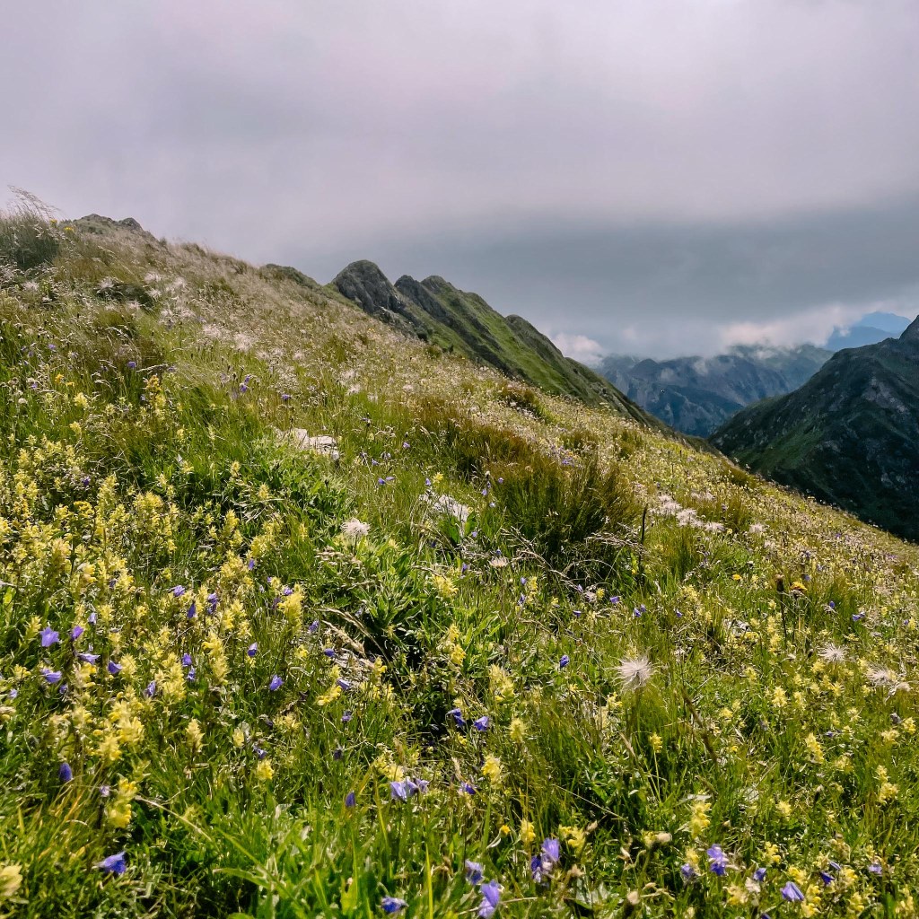 Blumenbergwiese auf dem Karnischen Höhenweg 
