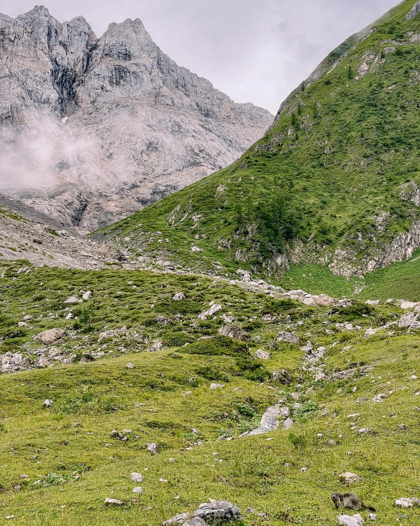 Blick hinaus zur Hohen Warte (Berg), vorn Rechts ein Murmeltier 