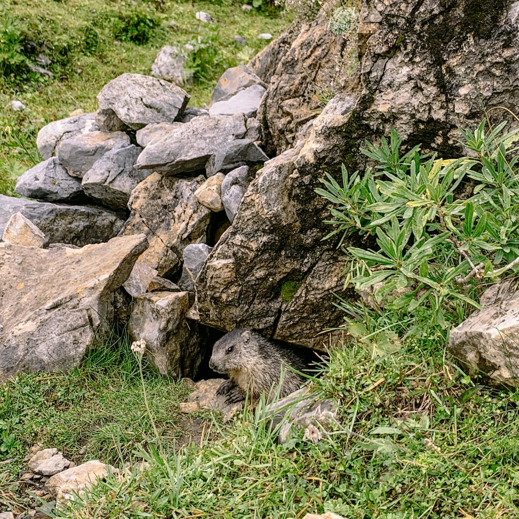 Murmeltier schaut aus seinem Bau 