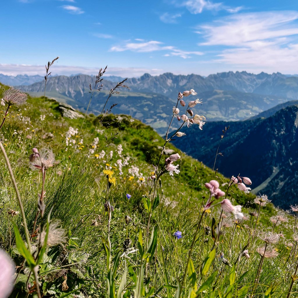 Almblumen am Wegesrand 