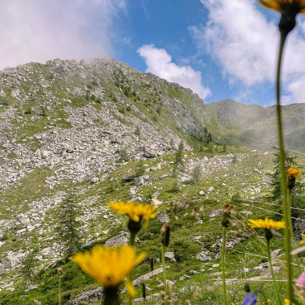 Bunte Blumen am Wegesrand 