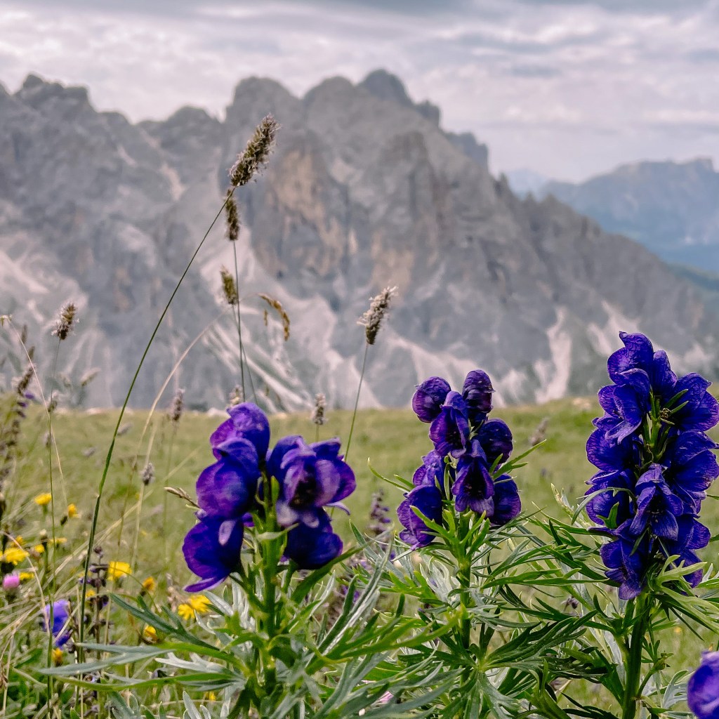 Wildblumen am Wegesrand 